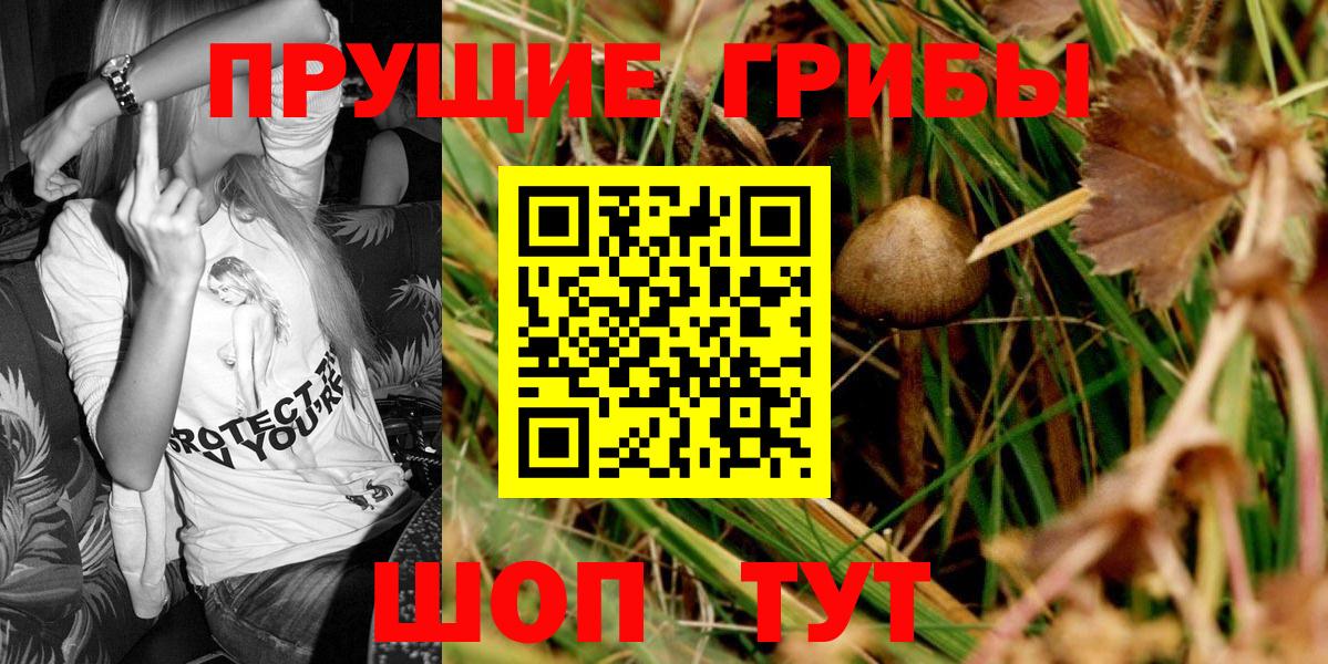 Псилоцибиновые грибы Psilocybine cubensis Тимашёвск